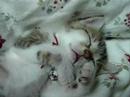 Sleeping kitty
