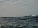 Dolphin kayaking GO SEA KAYAK july 15  Ph: 0416 222 344