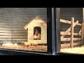The Village Petstore and Charcoal Grill - Nuggets