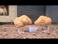 The Village Petstore and Charcoal Grill - Nuggets