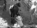 MARCELL MAMANDO NA VACA -DVD_Nov21_144653_0.mpg MARCELL MAMANDO NA VACA -DVD_Nov21_144653_0.mpg