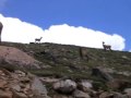 Elk in Rocky Mountain National Park, CO