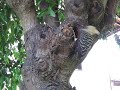 tóim, tóim... Quem me joga pedregulho na cabeça? Quem me atrapalha a jardinagem? A dona da casa olha pra cima e vê o picapau no cinamomo. O mau-humor cede lugar ao encantamento: a picapau amarela não para seu banquete de larvas na árvore velha, tampouco se incomoda com os flashes.