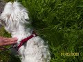 Nasz westie - Picollo =) pies