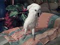 SO YOU WANT A COCKATOO??? LISTEN CAREFULLY... THIS IS WHAT AN UPSET COCKATOO SOUNDS LIKE... (and we don't know WHAT she was so upset about!) DESCRIPTION: We adopted Nana (aka Fred) in 2005 after she was given up by her previous owners. She is a sweet and cuddly, albeit very spunky, young Umbrella Cockatoo who is currently struggling with reproductive hormonal urges that are terribly frustrating to her (and us). They include nest building behavior (eg compulsive paper shredding) and the kind ...
