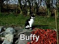 Buffy