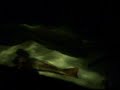 Walking fish