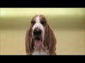 Beatbox Hund