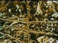 AMIANTO ASBESTO VIDEO 1