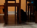 chaton maine coon