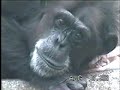 Chimp, Bonobo, Gorilla, Orangutan, Siaman-The Great Ape