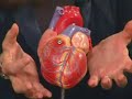 Stem Cells and the End of Aging Part 4 of 6 IGF-1
