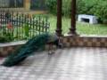 Zoologico Santa Fe 155