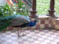 Zoologico Santa Fe 155