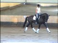 Dressage London-Amiral