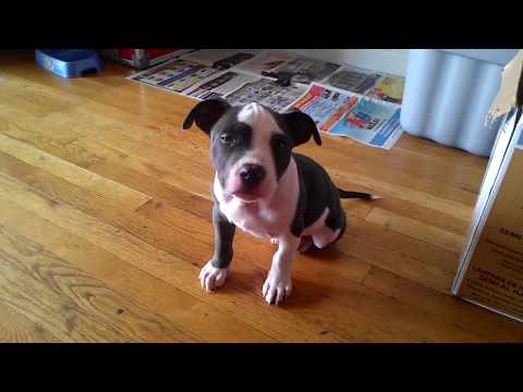 how to train blue nose pitbull