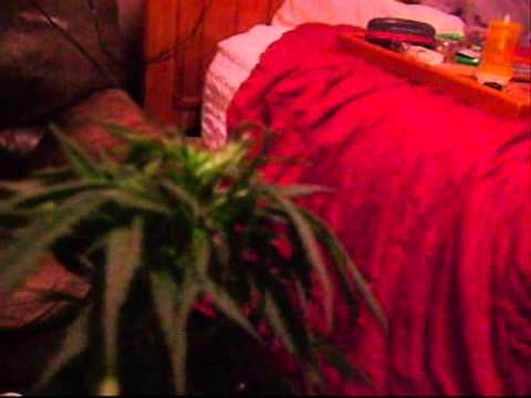 how to grow dank weed