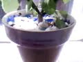 Salvia divinorum in my kitchen