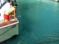Tarpon at a marina in south beach Miami Tarpon at a marina in south beach Miami