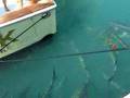 Tarpon at a marina in south beach Miami