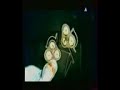 da hool - hypochonda