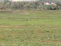 Magyar Agar Coursing-Ekes 2