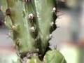 Panasonic HVX200 P2 HD camera test - 24, 48 & 60 FPS Letus Extreme