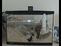 Gerbil Timelapse Gerbil Timelapse