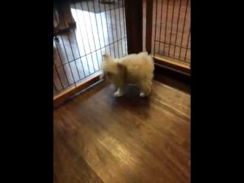 Cute female toy poodle