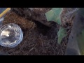 Click here to watch this video Green Bottle Blue Sling feeding
