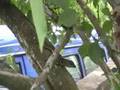 CocoBay