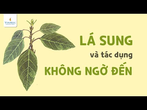Lá sung và những tác dụng không ngờ đến Lá sung và những tác dụng không ngờ đến