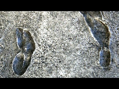 Laetoli Footprints