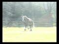 Clononeen Darrig and progeny