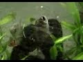 Peixe Louco! - Crazy Fish!