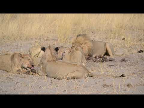 4-Day Central Kalahari Game Reserve and Nxai ...