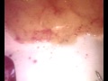 MIRACLE OF LORD GANESHA (HONEY) 2!