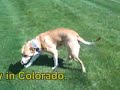*NOT AVAILABLE* Niner 4732179 Humane Society Colorado Adopt