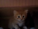My friend pets