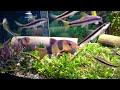 Clown Loaches & Siamese Algae Eaters - Feed Me !