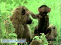 Baboons in Their Natural Habitat (Britannica.com)