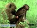 Baboons in Their Natural Habitat (Britannica.com)