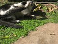 soma al sol