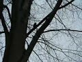 Skansen - Esquilo Voador