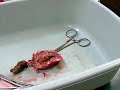 取れた腫瘍と直後のみぃちゃん
