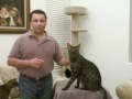response: Big Cat Tv- Savannah Cat Rescue Serval + Domestic response: Big Cat Tv- Savannah Cat Rescue Serval + Domestic