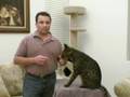response: Big Cat Tv- Savannah Cat Rescue Serval + Domestic