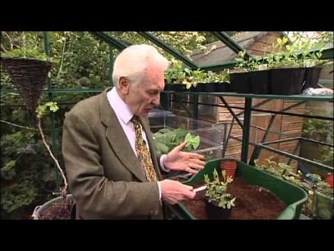 how to replant sweet pea