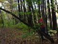 Jake Owns a tree