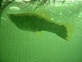 a Marble Mollie fish giving birth
